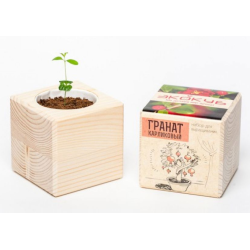 Экокуб "Гранат" (сувенирный семенной материал)