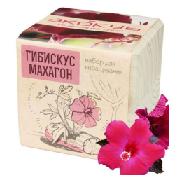 Экокуб "Гибискус" (сувенирный семенной материал) 
