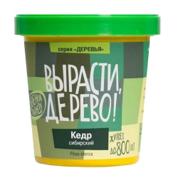 Кедр Сибирский  (сувенирный семенной материал) 