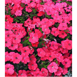 Семена Минитуния F1 Оранж