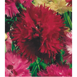 Семена Гвоздика Махровый ковер