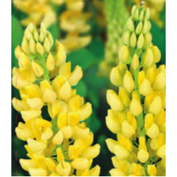 Семена Люпин Желтое пламя