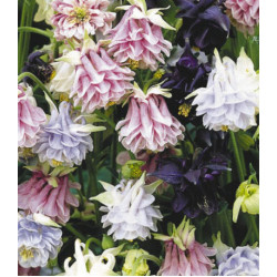 Семена Аквилегия Тауэр