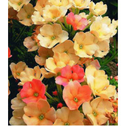 Семена Вербена Пичез энд крим