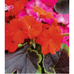 Семена Пеларгония F1 Черный бархат