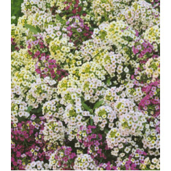 Семена Алиссум Ралли смесь