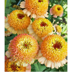 Семена Цинния Синдерелла пич