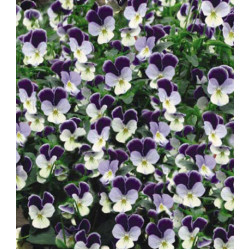 Семена Виола F1 Миниола Жемчужный водопад