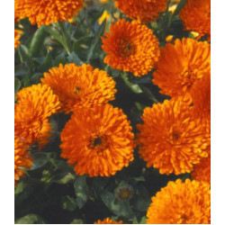 Семена Календула Русский Размер