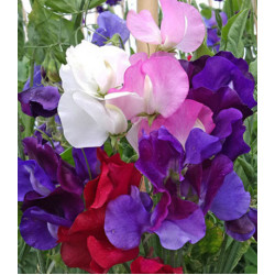 Семена Горошек душистый Русский Размер