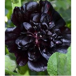 Семена Мальва Джет блэк