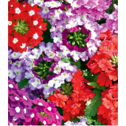 Семена Вербена F1 ампельная Звездный хоровод