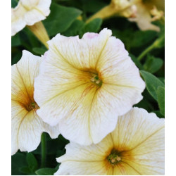 Семена Петуния F1 Аннушка