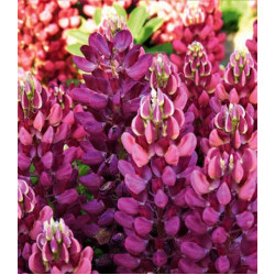 Семена Люпин Бамбино Роуз биколор