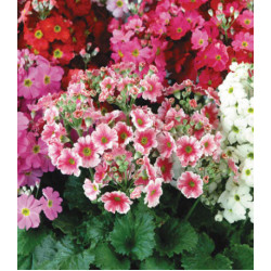 Семена Примула Огненная Леди