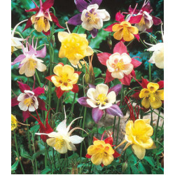 Семена Аквилегия обыкновенная Смесь окрасок