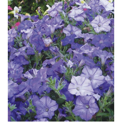 Семена Минитуния F1 Блу сторм