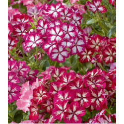 Семена Флокс Искра