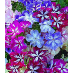 Семена Флокс Стари Айз