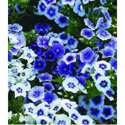 Семена Флокс Синий иней