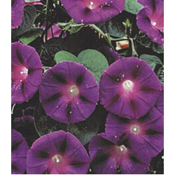 Семена Ипомея Гранд Па