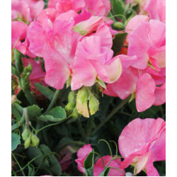 Семена Горошек душистый Вилла Рома роуз