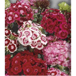 Семена Гвоздика турецкая Смесь окрасок