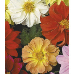 Семена Георгина Фигаро