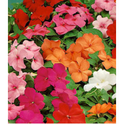 Семена Бальзамин Сафари