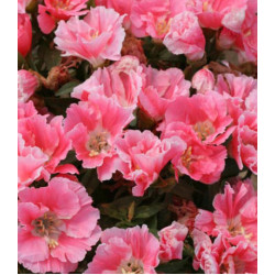 Семена Годеция Оранж Глори