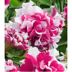 Семена Петуния F1 Дуо Роуз энд Уайт