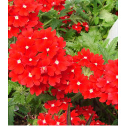 Семена Вербена Люцифер