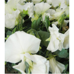 Семена Горошек душистый Вилла Рома уайт