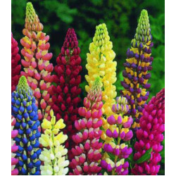 Семена Люпин Минарет