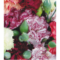 Семена Гвоздика Шабо