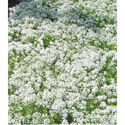 Семена Алиссум Ванильное облако