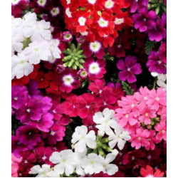 Семена Вербена F1 Кварц Патриот