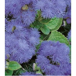 Семена Агератум Весенние капели