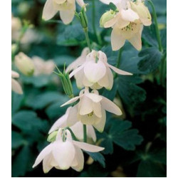 Семена Аквилегия Камео белая
