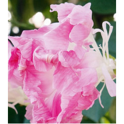 Семена Ипомея Шантеклер