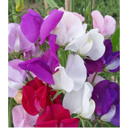 Семена Горошек душистый Спенсер