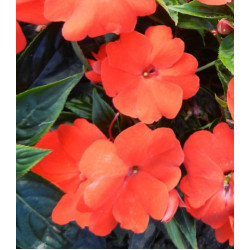 Семена Бальзамин новогвинейский F1 Дивайн Оранж
