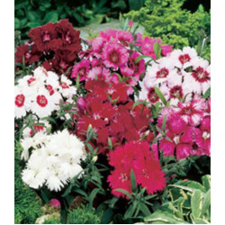 Семена Гвоздика F1 Диана смесь