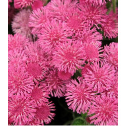 Семена Агератум Розовый слон