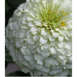 Семена Цинния Русский Размер белая