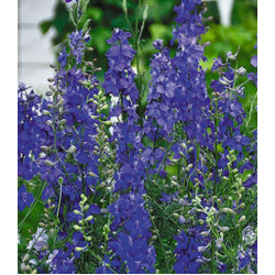 Семена Дельфиниум Лазурные просторы