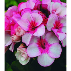 Семена Пеларгония F1 Звезда подмосковья