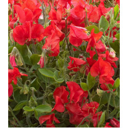 Семена Горошек душистый Вилла Рома скарлет