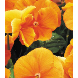 Семена Виола F2 Падпараджа