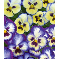 Семена Виола ампельная Русский Размер